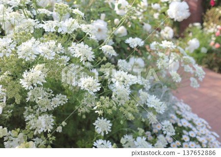 奧拉雅（Orlaya）從春季到初夏開花。 137652886