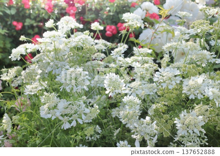 Orlaya (Orlaya) blooms from spring to early summer. 137652888