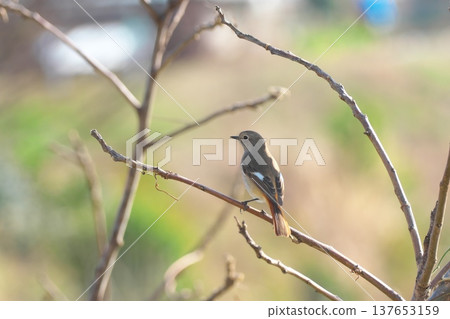 冬季訪客：雌性達烏裡紅尾鴝 137653159