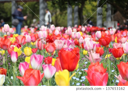 鬱金香領域 137653162