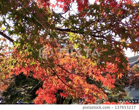 Momiji who changed leaves Momiji who changed leaves 137653217