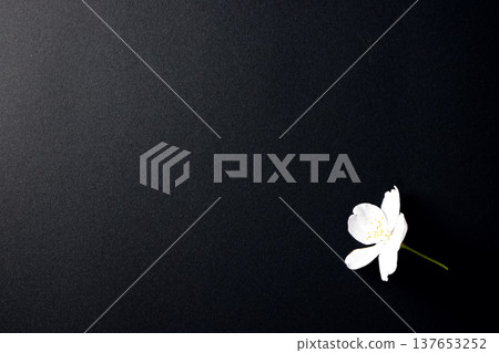 黑色背景_櫻花 黑色背景_櫻花 137653252
