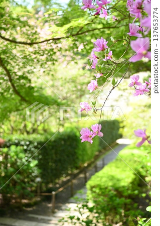 Azalea flowers blooming at Meigetsuin Temple Azalea flowers blooming at Meigetsuin Temple 137653774