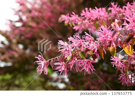 Tokiwamansaku in full bloom Tokiwamansaku in full bloom 137653775