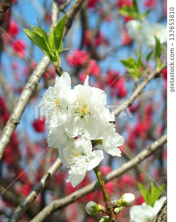 White peach blossoms have begun to bloom on the embankment of the drainage channel in spring. 137653810