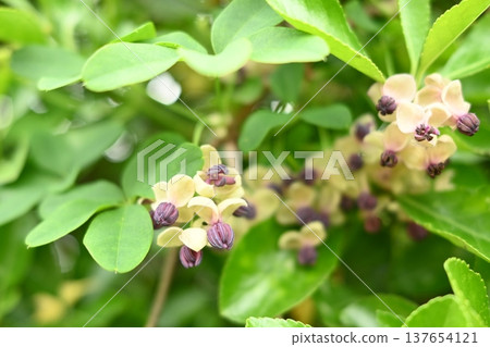 Cute akebi flowers Cute akebi flowers 137654121