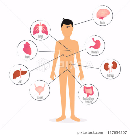 Human body with internal organs. Human body health care infographics. 137654207