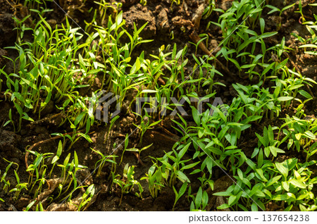 Young green seedlings are growing densely in rich dark brown soil, illuminated by bright sunlight, embodying themes of new growth, agriculture, and environmental care 137654238