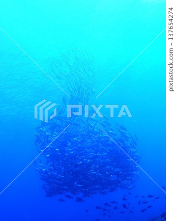 巨型鰺魚龍捲風 巨型鰺魚龍捲風 137654274