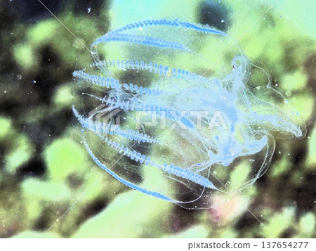 漂浮的水母 漂浮的水母 137654277