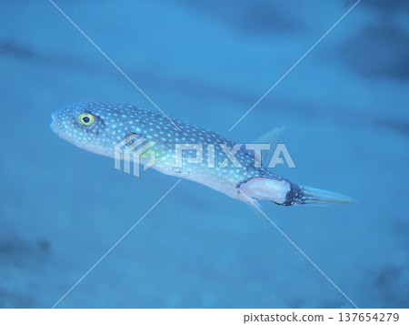 嚴重受傷的河豚 137654279