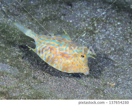 Shima Umusume 137654280