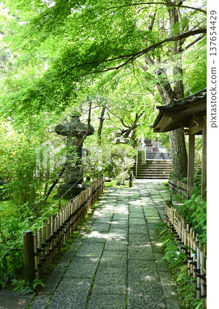 安國論寺,綠意盎然。 安國論寺,綠意盎然。 137654429