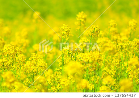 A field of rapeseed flowers in full bloom, a beautiful yellow. A field of rapeseed flowers in full bloom, a beautiful yellow. 137654437