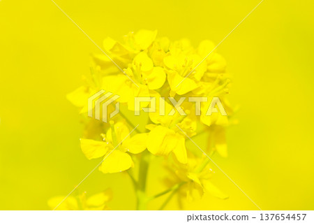 A close-up of the beautiful yellow rapeseed flowers. A close-up of the beautiful yellow rapeseed flowers. 137654457