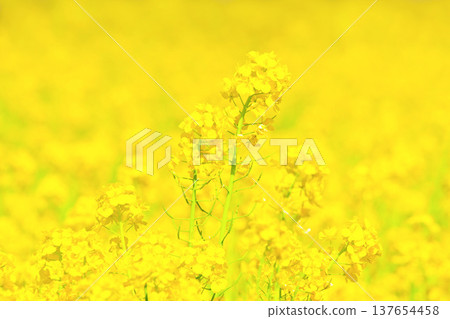 A field of rapeseed flowers in full bloom, a beautiful yellow. A field of rapeseed flowers in full bloom, a beautiful yellow. 137654458