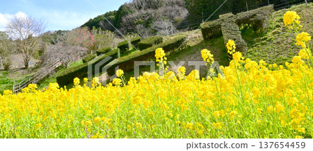 A field of rapeseed flowers in full bloom, a beautiful yellow. A field of rapeseed flowers in full bloom, a beautiful yellow. 137654459
