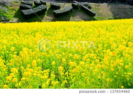 A field of rapeseed flowers in full bloom, a beautiful yellow. A field of rapeseed flowers in full bloom, a beautiful yellow. 137654460