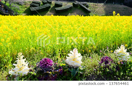 A field of rapeseed flowers in full bloom, a beautiful yellow. A field of rapeseed flowers in full bloom, a beautiful yellow. 137654461