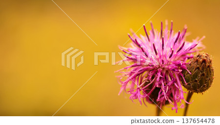 Floral  background. Pink thorny thistle flower. Closeup.  Nature. 137654478