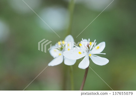 黃連花的特寫 137655079