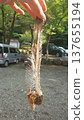 Fish bone 137655194