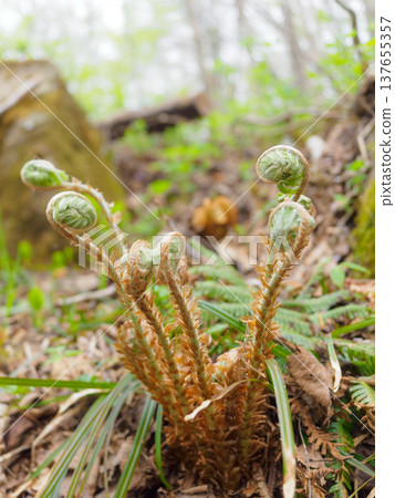 Mandarin fern Mandarin fern 137655357