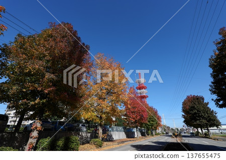 Walking around Inzai Walking around Inzai 137655475