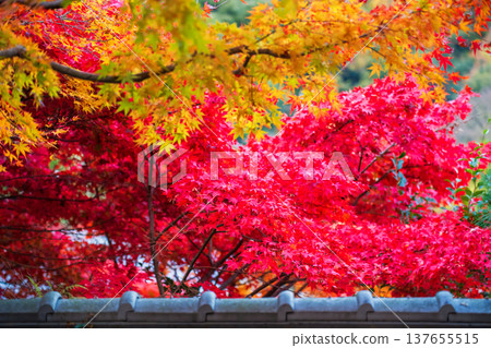 maple leaf colors by wall at Adashino temple, Arashiyama, maple leaf colors by wall at Adashino temple, Arashiyama, 137655515