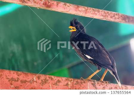 Great myna Asian Glossy Starling black bird stand on roof Great myna Asian Glossy Starling black bird stand on roof 137655564