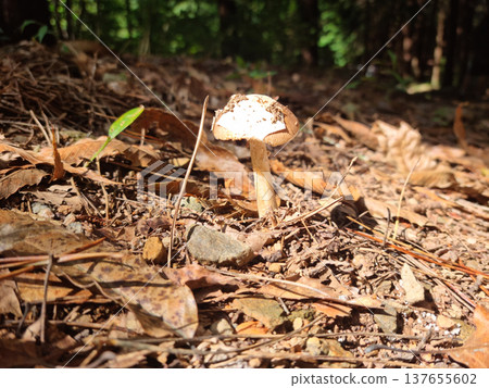 Amanita muscaria growing in a forest covered with fallen leaves 137655602