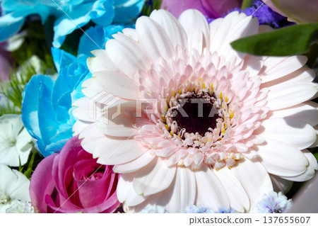 Gerbera close-up in a bouquet 137655607