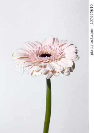 White background and pink Gerbera White background and pink Gerbera 137655610