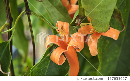 Pyrostegia venusta or orange trumpet vine flowers 137655627