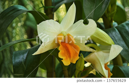 Yellow orchids in the garden. Yellow orchids in the garden. 137655629