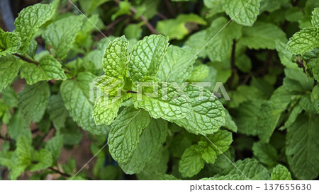 Fresh mint leaves in the garden Fresh mint leaves in the garden 137655630