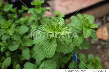 Fresh mint leaves in the garden Fresh mint leaves in the garden 137655631