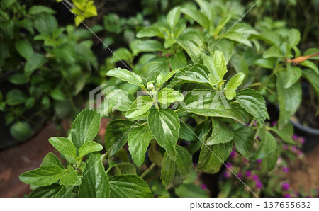 Green peppermint leaves in garden Green peppermint leaves in garden 137655632