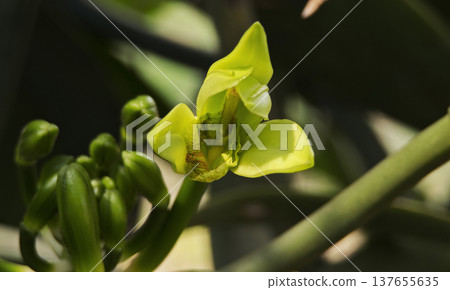 Vanilla orchid flowers in outdoor plantation Vanilla orchid flowers in outdoor plantation 137655635