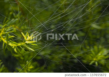 This is a close-up of the spider web on the yew tree. This is a close-up of the spider web on the yew tree. 137655672