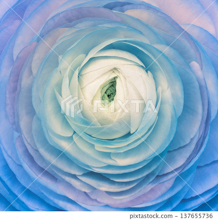 Rose flower.  Floral background. Closeup. For design. Nature. 137655736