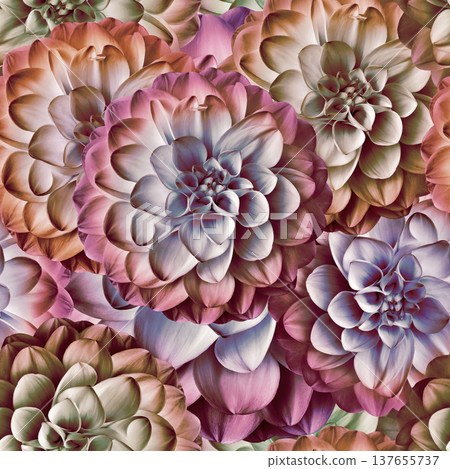 Seamless floral spring background. Dahlias flowers and petals. Close-up. Nature. 137655737