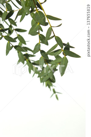 Eucalyptus Pablo on a white background Eucalyptus Pablo on a white background 137655819
