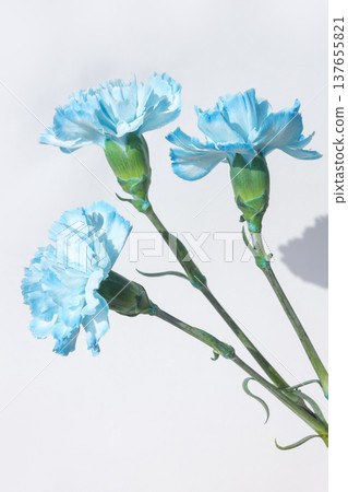 It is a blue carnation . It is a blue carnation . 137655821