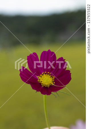 purple cosmos blooming in autumn purple cosmos blooming in autumn 137655822