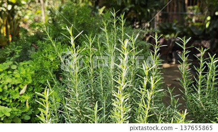 Closeup of fresh rosemary herb growing in a garden 137655865