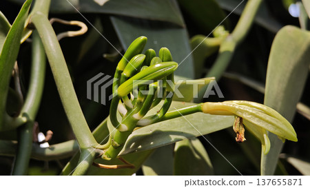 Vanilla orchid flowers in outdoor plantation Vanilla orchid flowers in outdoor plantation 137655871