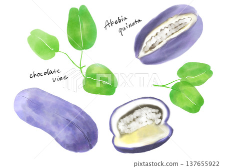 Fruit hand drawn illustration set Fruit hand drawn illustration set 137655922