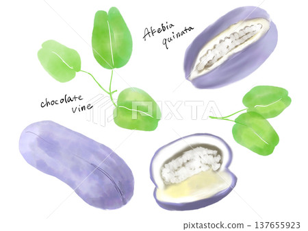 水果手繪插圖集 137655923