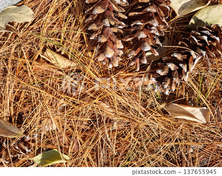Brown pine needles and pine cones 137655945